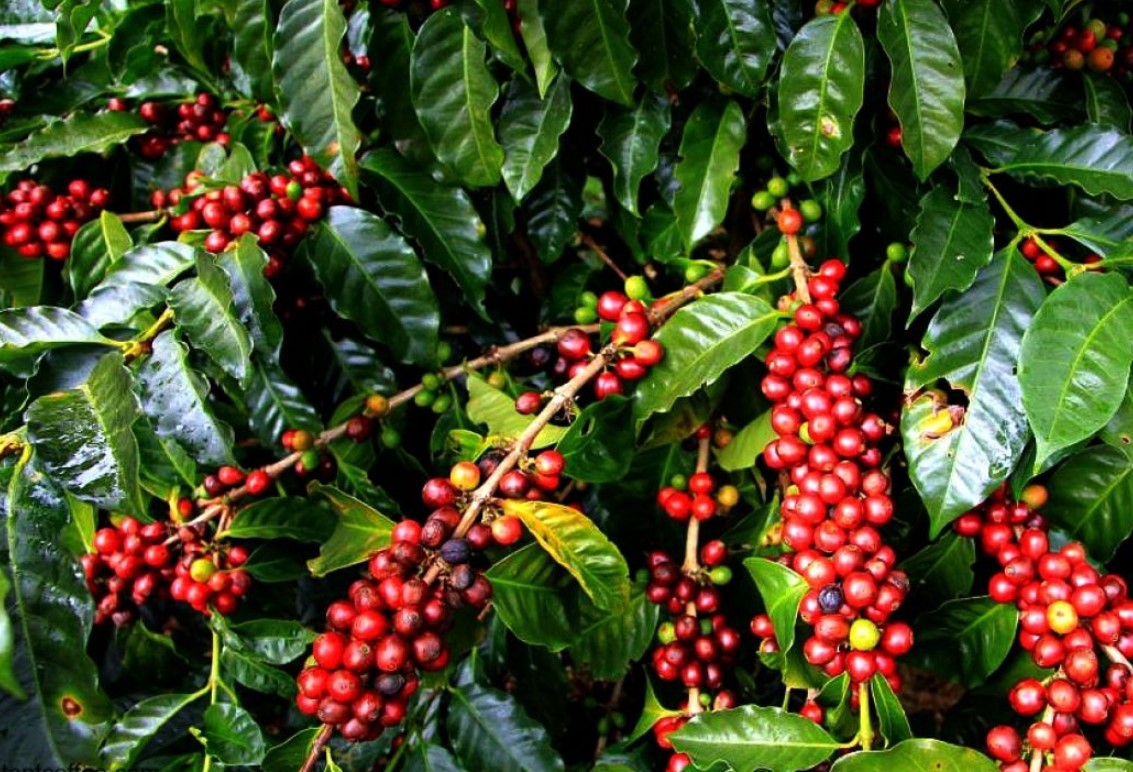 Most Popular Robusta Varieties - Chicago Together